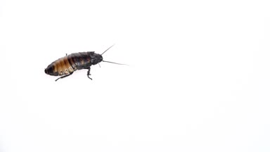 Madagaskar hamamböceği yan yana tarar. Beyaz arka plan. Yan görünümü. Ağır çekim