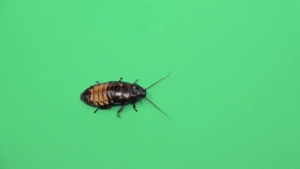 Μαδαγασκάρη κατσαρίδα σέρνεται. Πράσινη οθόνη. Θέα από ψηλά. Αργή κίνηση — Αρχείο Βίντεο