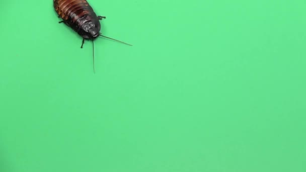 Μαδαγασκάρη κατσαρίδα σέρνεται. Πράσινη οθόνη. Θέα από ψηλά. Αργή κίνηση — Αρχείο Βίντεο