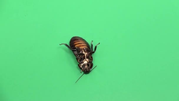 Kakkerlak draait op de schelp. Groen scherm. Bekijk van bovenaf. Slow motion — Stockvideo