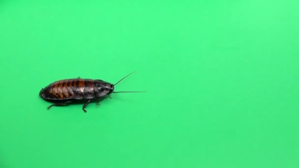 Madagascar cockroach crawls . Green screen. View from above. Slow motion — Stock Video
