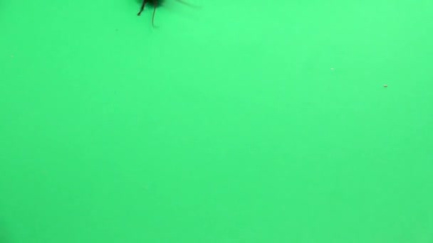 Kackerlacka kryper. Grön skärm. Slow motion — Stockvideo