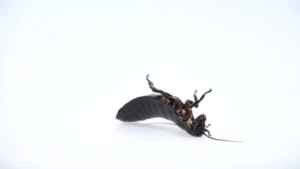Мадагаскарский таракан лежит на спине с поднятыми лапами и поворачивается. Белый фон. Закрывай. Медленное движение — стоковое видео