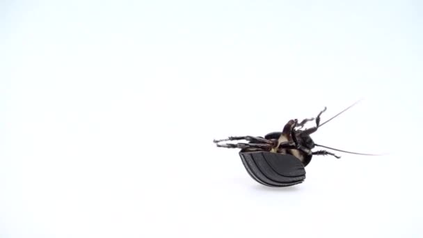 Cockroach lies on its back with its paws up and turns. White background. Close up. Slow motion — Stock Video