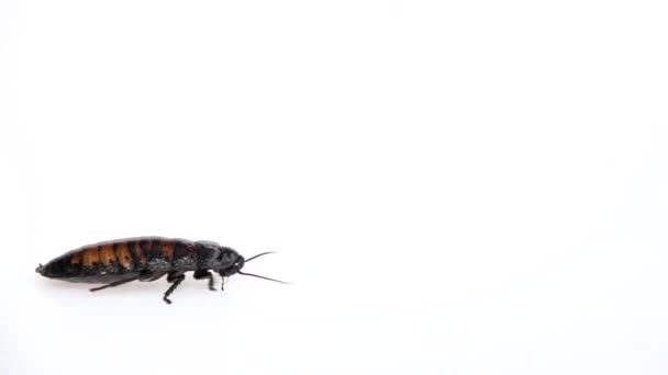 Las cucarachas de Madagascar se arrastran de lado a lado. Fondo blanco. Vista lateral. Movimiento lento — Vídeos de Stock