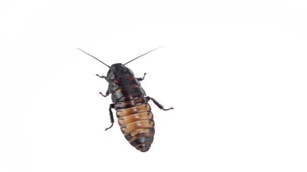 Kackerlacka står på ett ställe. Vit bakgrund. Närbild. Slow motion — Stockvideo