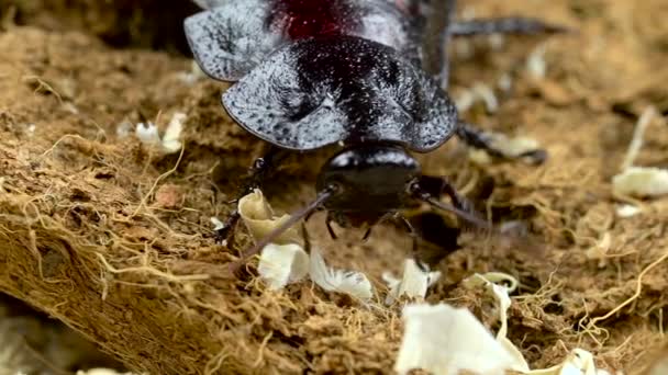 Мадагаскарский таракан ползает на опилках. Закрывай. Медленное движение — стоковое видео