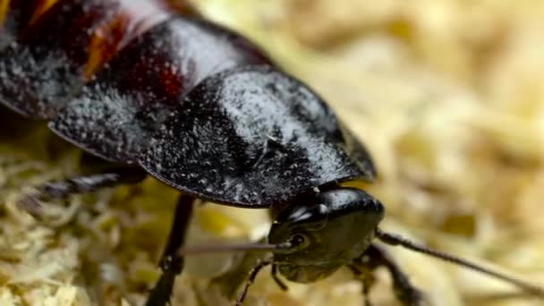 Hamam böceği üzerinde talaş tarar. Yakın çekim. Ağır çekim — Stok video