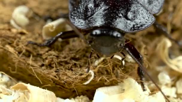 Kakkerlak verkenningen op het zaagsel. Close-up. Slow motion — Stockvideo