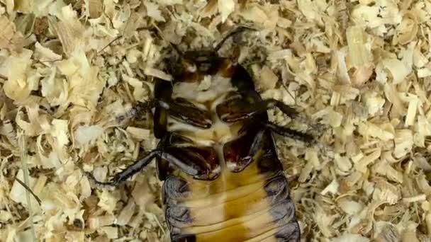 Kackerlacka ligger på ryggen i sågspån. Närbild. Slow motion. Visa från ovan — Stockvideo