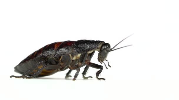 Cockroach stands and stirs the mustache. White background. Side view. Slow motion — Stock Video