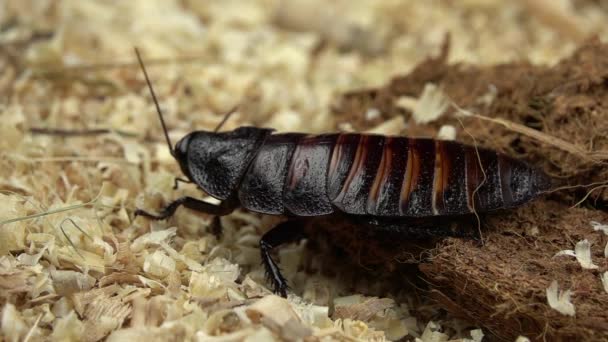 Madagaskar karaluch stoi i porusza się wąsy. Z bliska. Zwolnionym tempie — Wideo stockowe