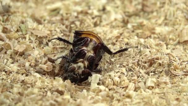 Cockroach lies on its back in the sawdust. Close up. Slow motion. View from above — Stock Video