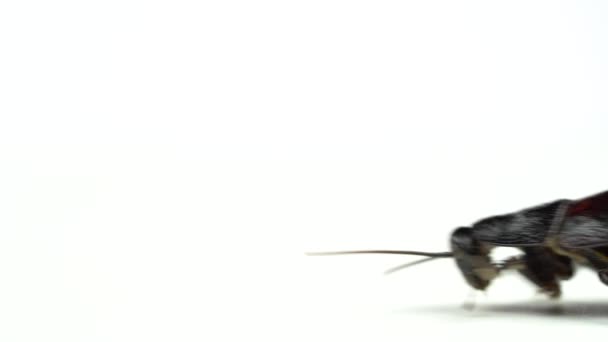 Мадагаскарский таракан бежит в сторону. Белый фон. Вид сбоку. Закрыть — стоковое видео