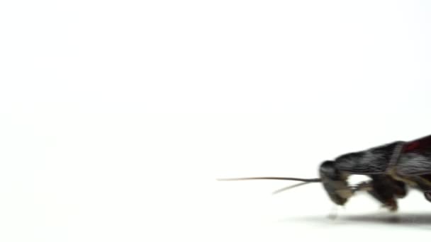 Madagaskar-Kakerlake läuft zur Seite. weißer Hintergrund. Seitenansicht. Nahaufnahme — Stockvideo