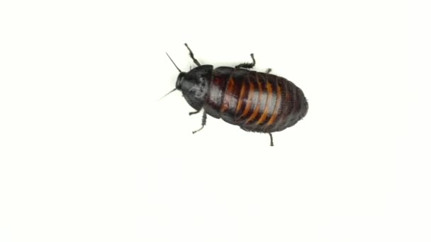 Madagascar cockroach runs to the side. White background. Close up . View from above — Stock Video