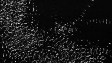 Sanat dokular su ve akustik ses frekansları kullanarak oluşturma. Siyah arka plan. Ağır çekim