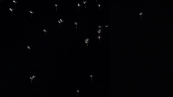Skutečné semínko pampelišky létat v prostoru na černém pozadí. — Stock video