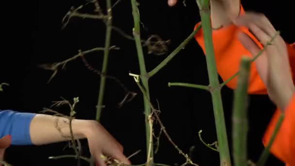 Закрыть руки мужчины и женщины, пробивающие ветви на черном фоне — стоковое видео