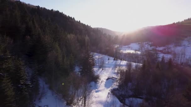 Aerial view of a snowy forest with high pines and houses underneath at sunrise — Stock Video