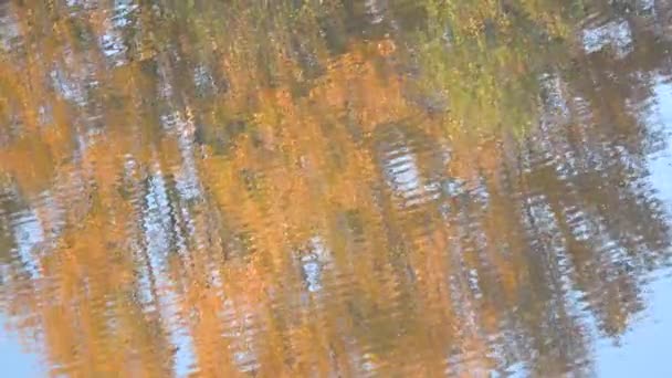 Ramos de árvores e céu azul refletindo na água. Fechar — Vídeo de Stock