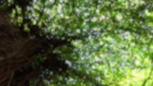 Árvore borrada disparada de cima com folhagem grossa — Vídeo de Stock