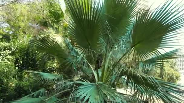 Güneşli bir yaz gününde yeşil palmiye yaprakları parka düşer. — Stok video