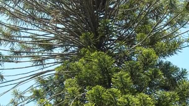 Árbol disparado desde arriba con un grueso follaje en el parque italiano — Vídeo de stock