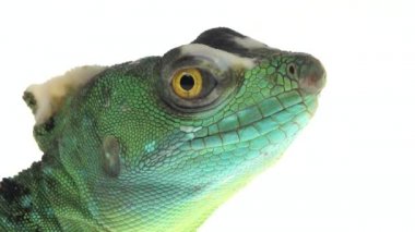 Beyaz arka planda yeşil bazilika ya da Basiliscus basiliscus. Kapat..