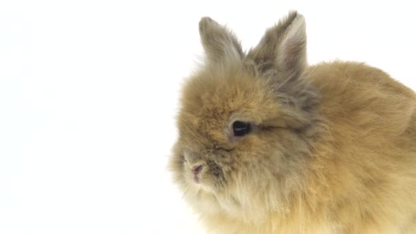 Piccolo coniglio rosso isolato su sfondo bianco. Da vicino. — Video Stock