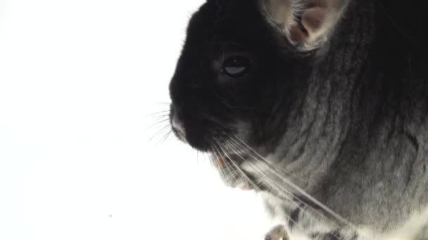 Wide full body side view of a cute grey chinchilla isolated on a white studio background. Close up. — Stock Video