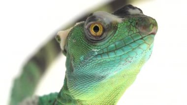 Beyaz arka planda yeşil bazilika ya da Basiliscus basiliscus. Kapat..