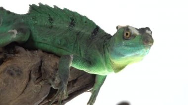 Beyaz arka planda yeşil bazilika ya da Basiliscus basiliscus. Kapat..