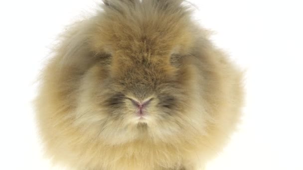 Pequeño conejo rojo aislado sobre fondo blanco. De cerca. — Vídeos de Stock