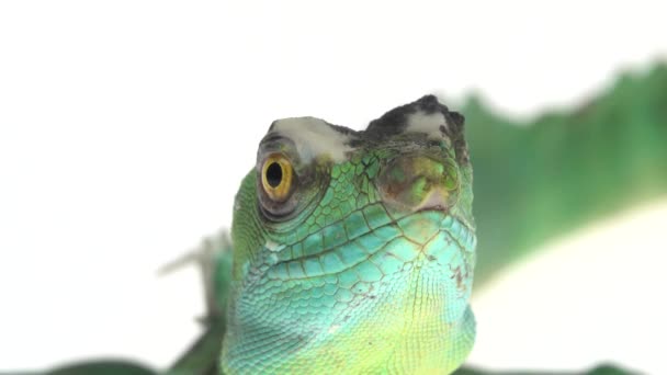 Zöld baziliszkusz vagy Basiliscus basiliscus fehér alapon. Közelről.. — Stock videók