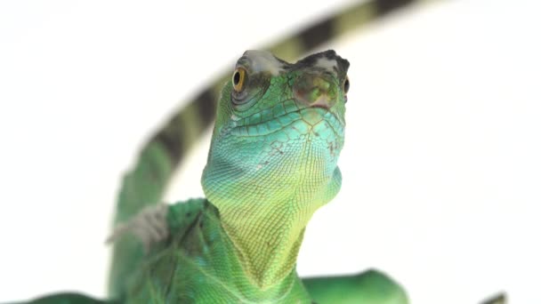 绿色的basilisks或白色背景的Basiliscus basiliscus 。靠近点. — 图库视频影像