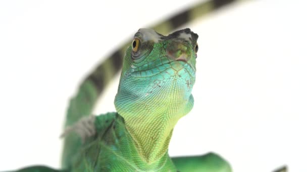 Grüne Basilisken oder Basiliscus basiliscus auf weißem Hintergrund. Nahaufnahme. — Stockvideo