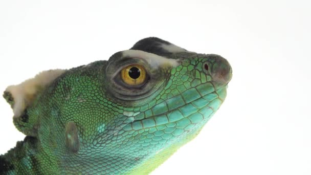 Grüne Basilisken oder Basiliscus basiliscus auf weißem Hintergrund. Nahaufnahme. — Stockvideo