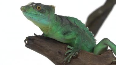 Beyaz arka planda yeşil bazilika ya da Basiliscus basiliscus. Kapat..