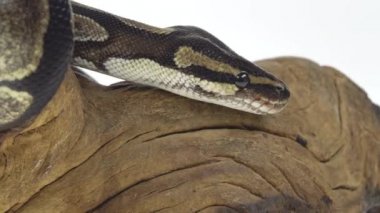 Royal Python ya da Python Rejimi stüdyoda beyaz arka planda ahşap bir çıkmazda. Kapat.