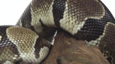 Royal Python ya da Python Rejimi stüdyoda beyaz arka planda ahşap bir çıkmazda. Kapat.