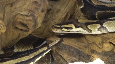 Royal Python ya da Python Rejimi stüdyoda beyaz arka planda ahşap bir çıkmazda. Kapat.