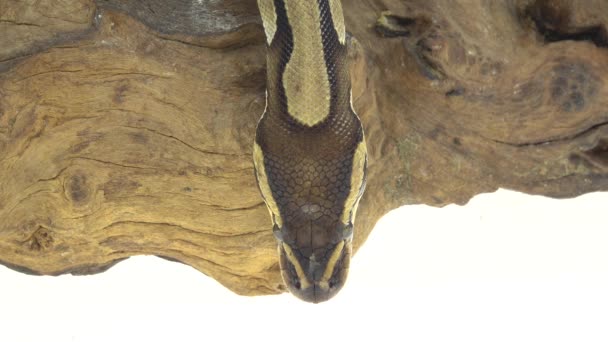 Royal Python vagy Python regius fából készült snag a stúdióban, fehér háttérrel. Közelről. — Stock videók