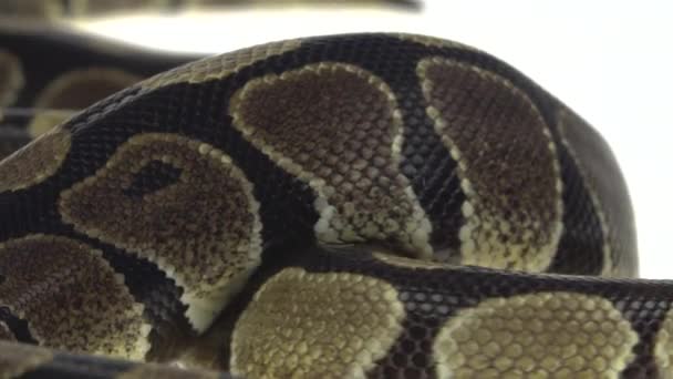 Royal Python ή Python regius σε ξύλινο εμπόδιο στο στούντιο σε λευκό φόντο. Κλείσε. — Αρχείο Βίντεο