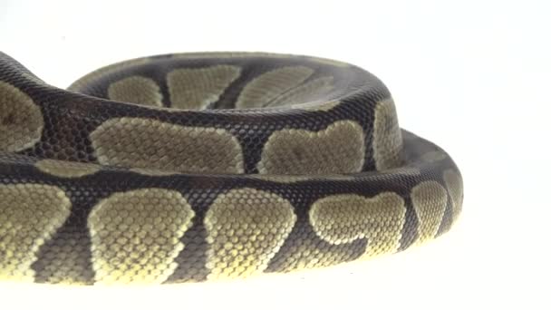 Royal Python ή Python regius σε ξύλινο εμπόδιο στο στούντιο σε λευκό φόντο. Κλείσε. — Αρχείο Βίντεο