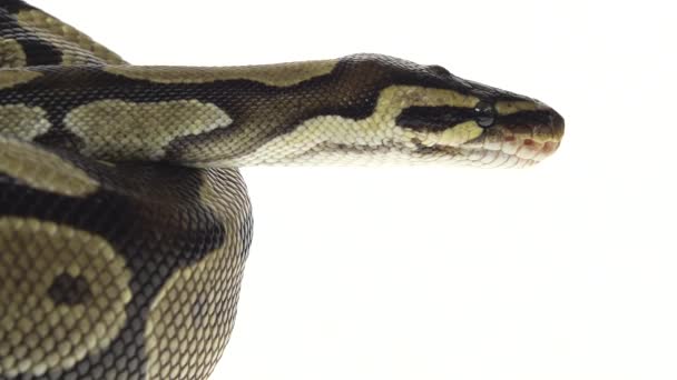 Royal Python or Python regius on wooden snag in studio against a white background. Close up — Stock Video
