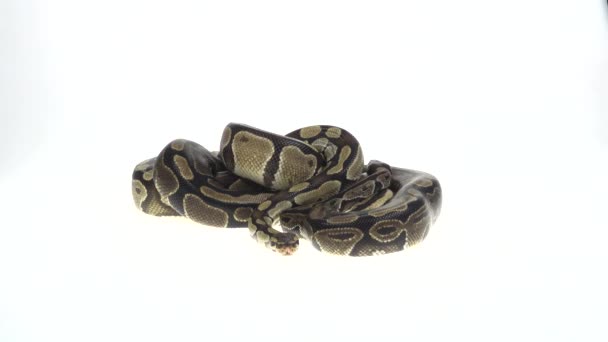 Royal Python vagy Python regius fából készült snag a stúdióban, fehér háttérrel. Közelről. — Stock videók