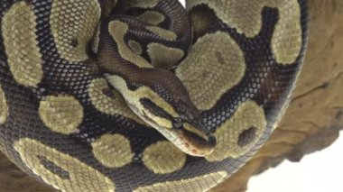 Royal Python ya da Python Rejimi stüdyoda beyaz arka planda ahşap bir çıkmazda. Kapat.