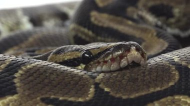 Royal Python ya da Python Rejimi stüdyoda beyaz arka planda ahşap bir çıkmazda. Kapat.