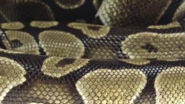 Royal Python ya da Python Rejimi stüdyoda beyaz arka planda ahşap bir çıkmazda. Kapat.